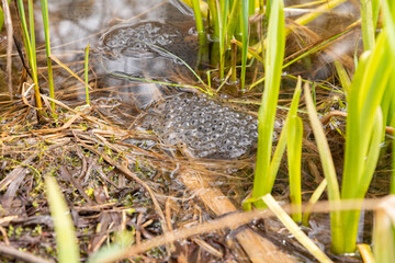 Frog spawn in an alpine lake near Alt Saint Johann in Switzerland