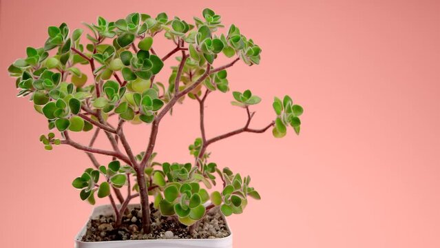 Incredible Aichryson succulent in a square pot on a pink background. The flower is spinning.