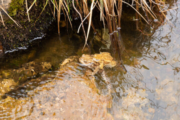 Mating frogs in a small lake in the alps in spring time