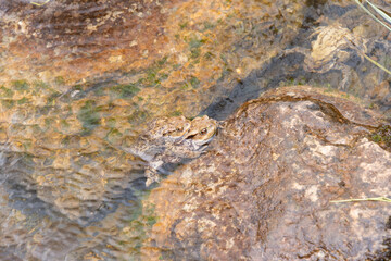 Mating frogs in a small lake in the alps in spring time