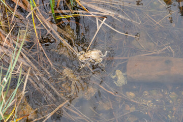 Mating frogs in a small lake in the alps in spring time