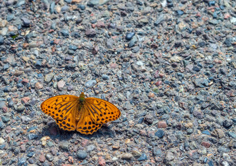 Silver-washed fritillary butterfly on a stone path. Close-up