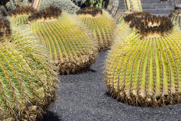 Cactus garden, Lanzarote, Canary Islands, Spain.