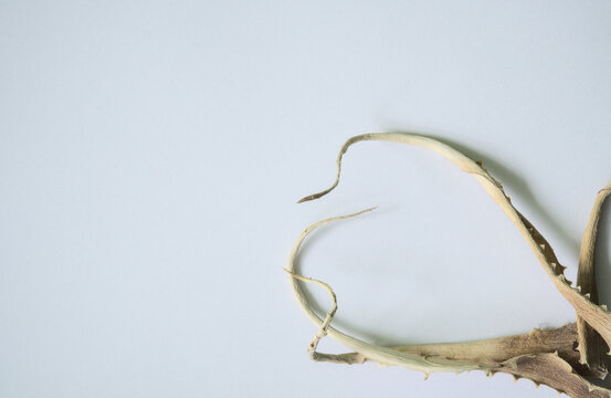 dry aloe leaves arranged in a composition on a white background with free space for text, a few dried, rolled up pieces of leaves sticking out of the corner, the art of arranging