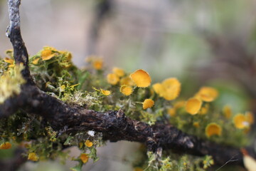 Rain forest flower after the rain
