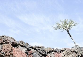 Cactus garden, Lanzarote, Canary Islands, Spain.