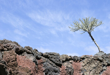 Cactus garden, Lanzarote, Canary Islands, Spain.