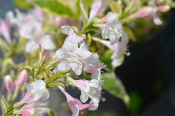 Variegated Weigela