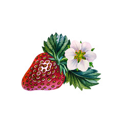 Strawberry. Berry composition. Watercolor illustration. For design solutions for packaging, labels and textiles.