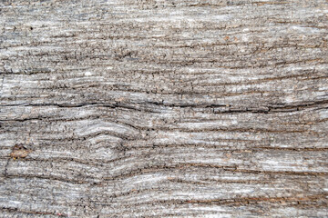 Beautiful wooden fracture old oak, natural texture close up