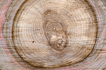 Beautiful wooden fracture old oak, natural texture close up