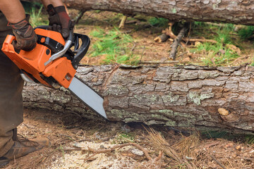 After a violent storm, a municipal worker chops down a tree with a chainsaw that has been uprooted