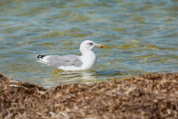 Portrait of a seagull at sea. Ukraine. Kinburn braid. Black Sea .