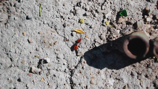 The camera shoots two red bugs crawling on the stone from above