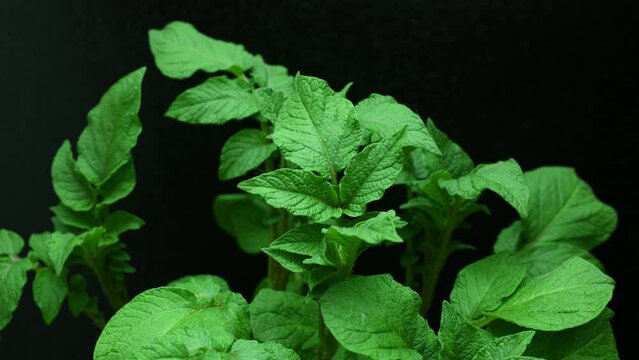 Time lapse of leaves of potato plants moving in pot isolated on black 