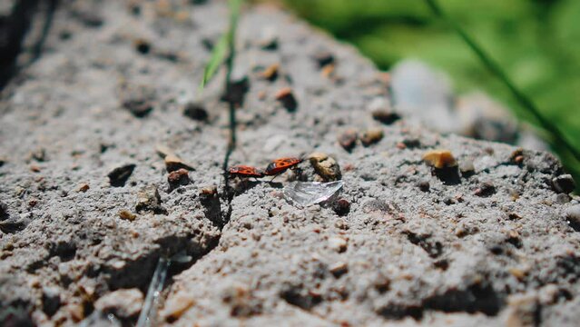 Red bugs crawl under the sun on the rocks. Close-up shooting of crawling insects