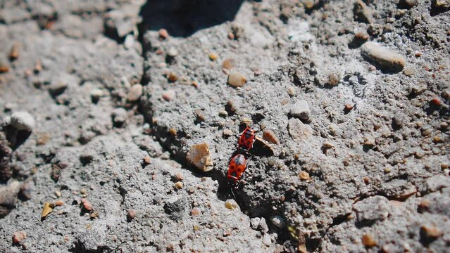Two red "soldier" bugs are crawling along the stone, grappling with their hind parts