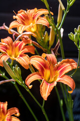 Daylilies flower in full bloom at summer