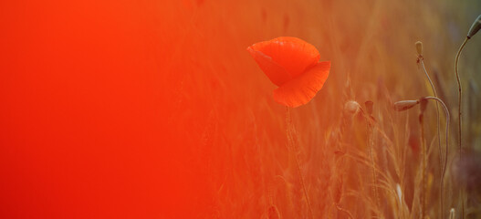 Blooming poppy field in warm evening light. Close up of red poppy flower. Selective focus