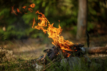 Close up of burning timber bonfire in summer forest..The concept of adventure, travel, tourism, camping, survival and evacuation.