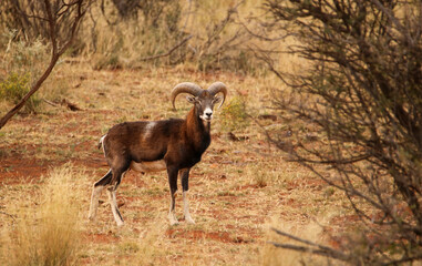 Obraz premium Mouflon ram, game farm, South Africa