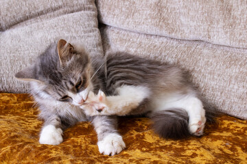 Gray fluffy cat washing its paw closeup