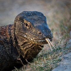 Komodo dragon