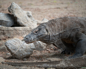 Komodo dragon