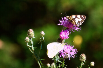 Schmetterling - Butterfly High quality photo