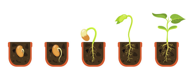 Germination seed in flower pot. Sprout in soil. Vector illustration beginning growth flowers. - obrazy, fototapety, plakaty