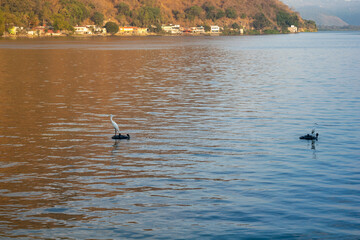 swans on the lake