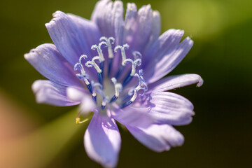 close up of a blue flower