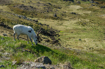 Reindeer grazing and running through the Honningsvag meadows