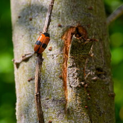 The Ant Bag Beetle (Clytra Laeviuscula) on the willow branch in the garden