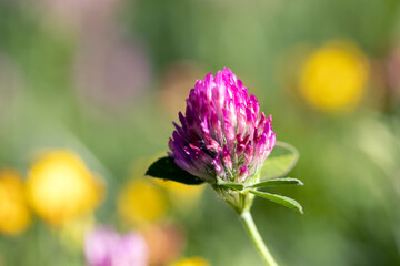 flower with dew drops