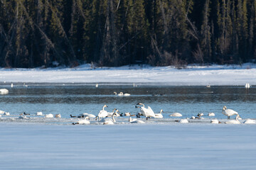 Large flocks of tundra, trumpeter swans in open water of a frozen lake, river during their spring time migration to the Bering Sea, Alaska.