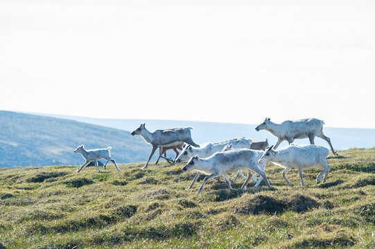 Reindeer grazing and running through the Honningsvag meadows