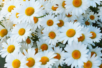 Fototapeta premium Chamomile flowers grown in the garden.