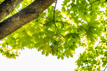background of green maple leaves