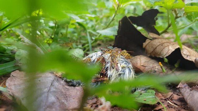 Avispas comiendo carne, avispas comiendo carro&ntilde;a, avispas carn&iacute;voras, avispas con rayas amarillas 