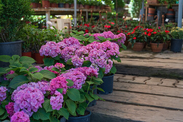 Pink Hydrangea macrophylla, commonly referred to as bigleaf hydrangea, is one of the most popular landscape shrubs owing to its large mophead flowers.