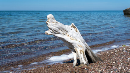 A weathered tree stump still holding on in the sand at the beach. © Sandris Veveris