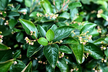 Background of green shrub leaves and unopened rosebuds