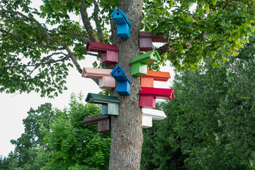 Colorful birdhouses on a big tree. nature protection concept