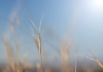 Fototapeta premium reeds in the morning, ears of wheat