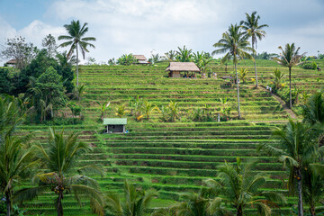 rice terraces