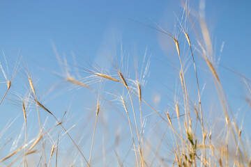 reed against blue sky