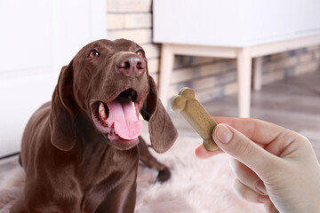 Woman giving tasty bone shaped cookie to her dog indoors, closeup