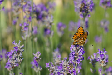 Marbled Fritillary butterfly (Brenthis daphne) perched on lavender plant in Zurich, Switzerland