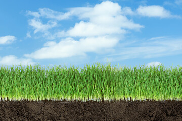 Soil with lush green grass and beautiful blue sky with clouds